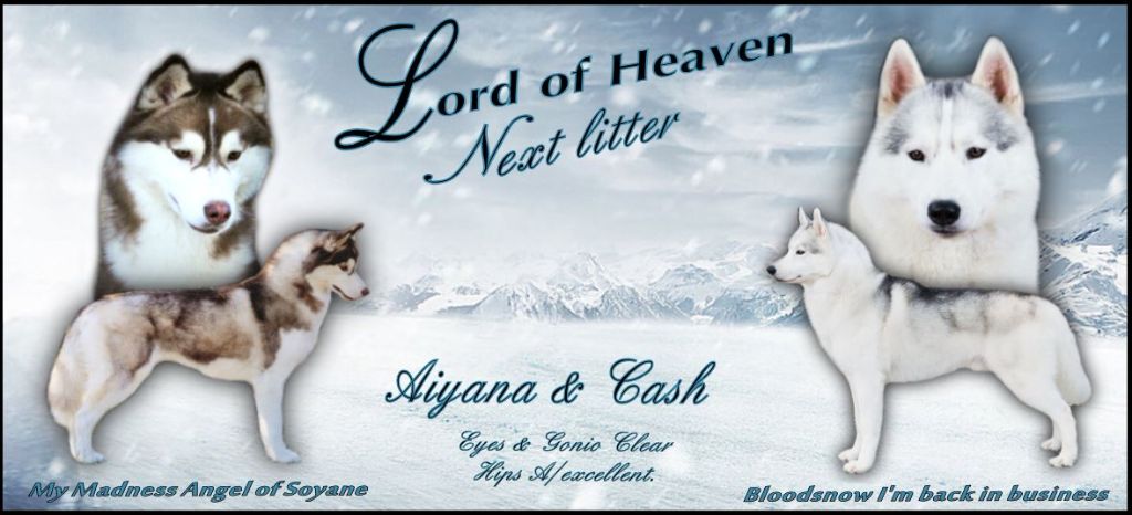 Lord Of Heaven - Bonne nouvelle 
