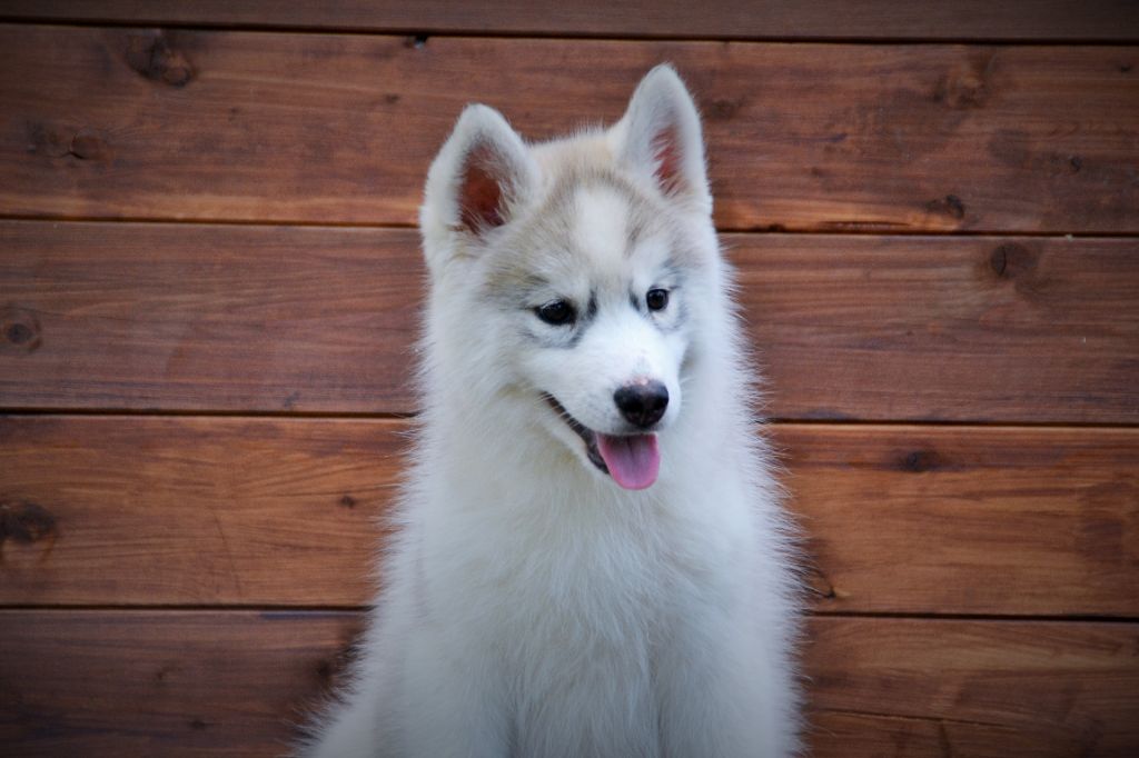 Lord Of Heaven - Chiot disponible  - Siberian Husky