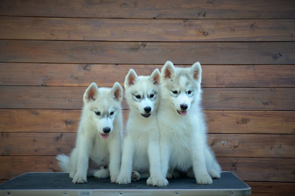 Lord Of Heaven - reste des chiots disponible 