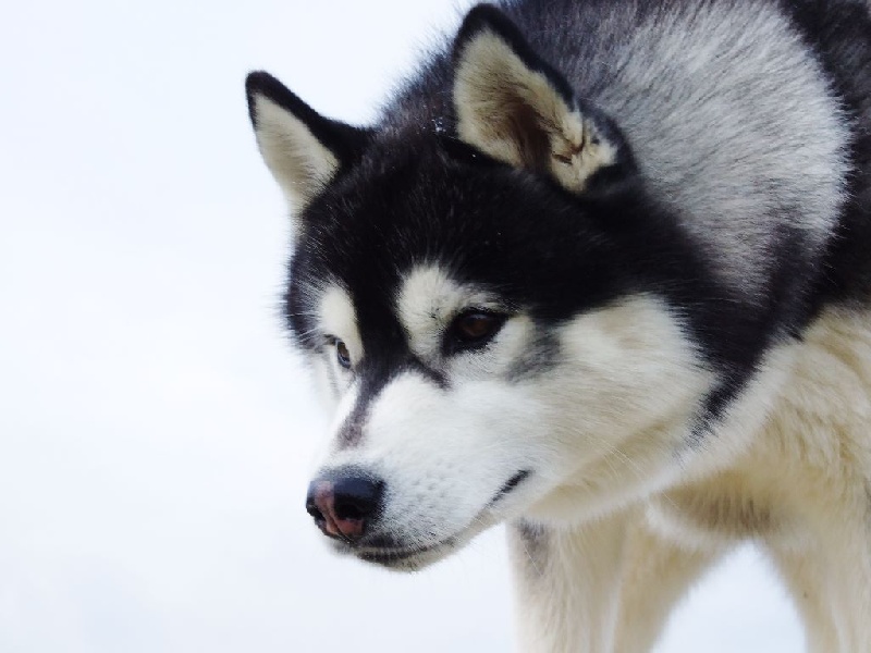nos loups 