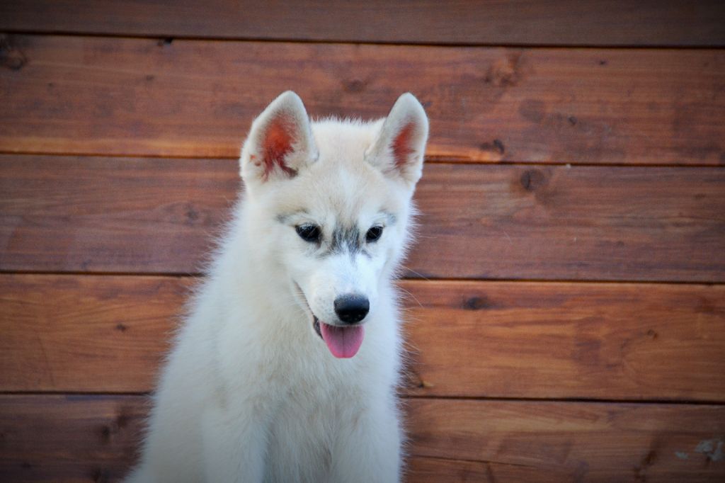 Lord Of Heaven - Chiots disponibles - Siberian Husky